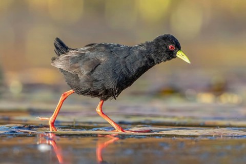 Black Crake (Amaurornis flavirostra) foraging, Gauteng, South Africa