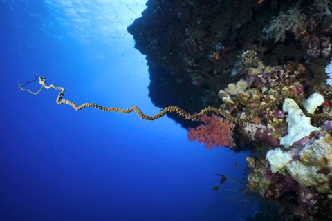 Wire Coral (Cirrhipathes spiralis)