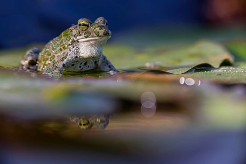 Green toad, Green toad, House toad, Variable toad, Village toad, Variegated toad, (Bufotes