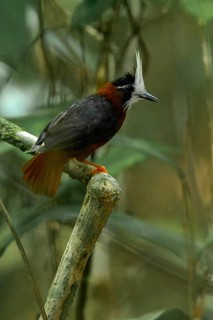 White-plumed Antbird (Pithys albifrons) perched on a branch in the rainforest of Guyana