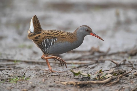 Water rail (Rallus aquaticus) adult bird walking on mud, England, United Kingdom