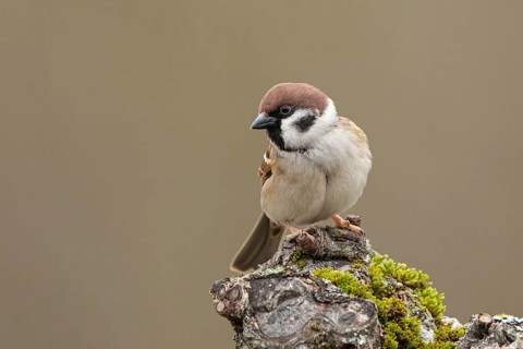Eurasian Tree Sparrow (Passer montanus), Smaland, Sweden