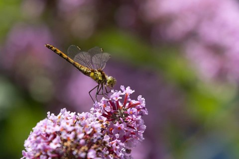 Common darter dragonfly (Sympetrum striolatum) adult female insect resting on a garden Buddjela