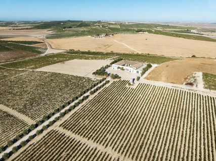 The La Canariera vineyard of the Bodega González Byass near the town of Jerez de la Frontera.