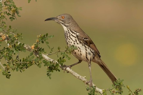Long-billed Thrasher (Toxostoma longirostre), Texas, USA