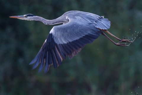 Grey Heron (Ardea cinerea) flying, North Rhine-Westphalia, Germany