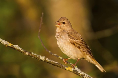 Common Rosefinch (Carpodacus erythrinus) juvenile male, Bavaria, Germany