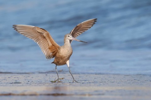 Marbled Godwit (Limosa fedoa), California, USA