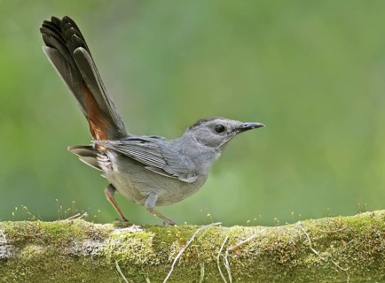 Grey Catbird (Dumetella carolinensis), Saskatchewan, Canada