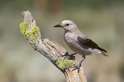 Clark's Nutcracker (Nucigraga columbiana)