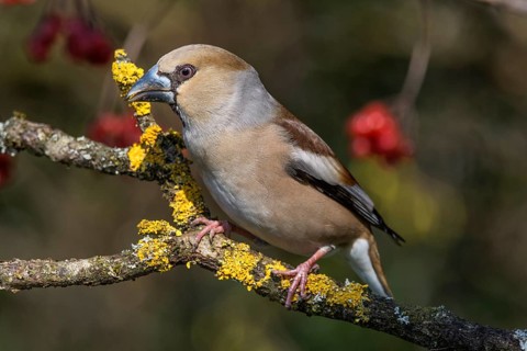 A female hawfinch (Coccothraustes coccotraustes) sitting on a branch with lichen, in the background