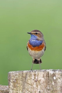Bluethroat, White-starred Bluethroat (Luscinia svecica cyanecula), male, on a pasture fence post,