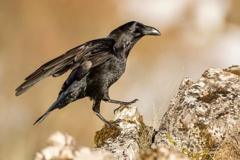 Northern Raven (Corvus corax) perched on a rock, Castile and Leon, Spain