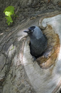 Dohle (Corvus monedula), Jackdaw, Altvogel an der Nisthoehle, Juni, Borken, Muensterland,