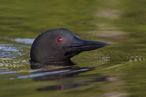 Great Northern Loon (Gavia immer), Michigan, USA