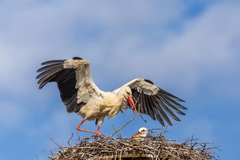 White stork (Ciconia ciconia), landing on the nest with nesting material in its beak, Affenberg,