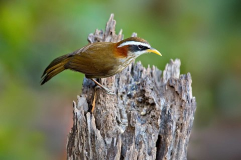 Streak-breasted Scimitar Babbler (Pomatorhinus ruficollis), Yunnan, China