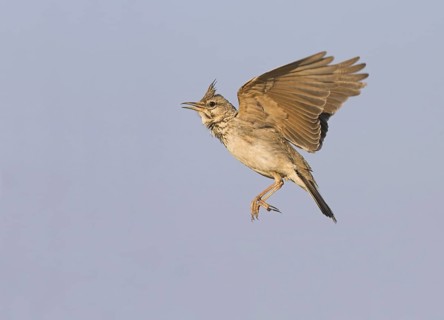 Crested Lark (Galerida cristata) singing in flight, Greece