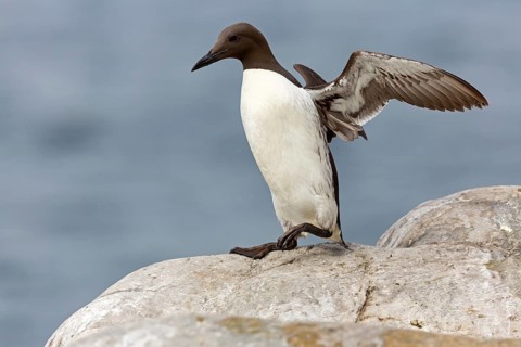 Trottellumme, Common Guillemot, Guillemot, Common Murre, Uria aalge, Guillemot de Troïl, Arao Común