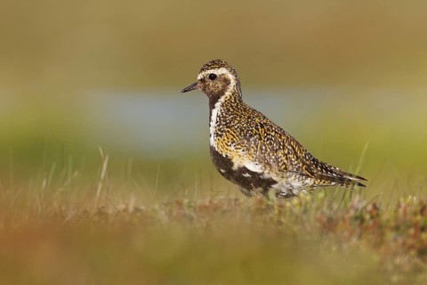European Golden Plover (Pluvialis apricaria), Iceland
