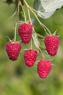 Autumn raspberry (Rubus idaeus 'Malling Happy'), BS Sämann, Germany