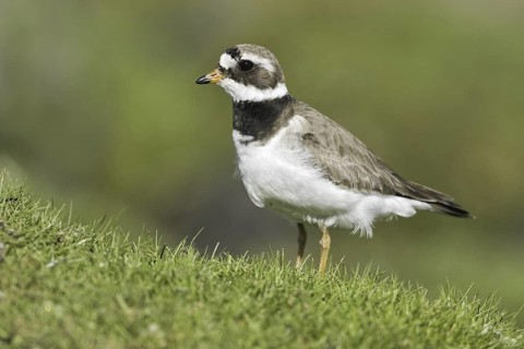 Common Ringed Plover (Charadrius hiaticula), Iceland