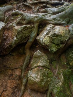 Beech roots run through the rock in the Felsenmeer nature reserve near Hemer in the Sauerland