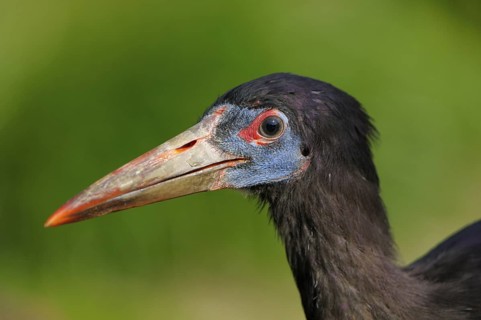 Abdimstorch (Ciconia abdimii), Abdims Storck, trinkender Altvogel, Portrait, Heimat: suedlich der