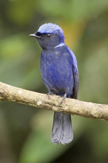 Large Niltava (Niltava grandis) male, Selangor, Malaysia