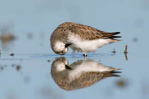 Red-necked Stint (Calidris ruficollis) preening, Victoria, Australia