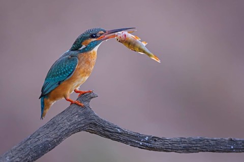 Common Kingfisher (Alcedo atthis) female with fish prey in its beak, Saxony-Anhalt, Germany