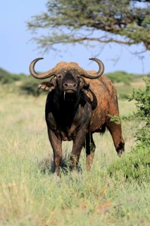 Cape buffalo (Syncerus caffer), adult, foraging, feeding, Mokala National Park, Northern Cape,
