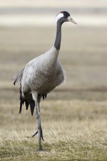 Common Crane (Grus grus), Laguna de Gallocanta, Spain