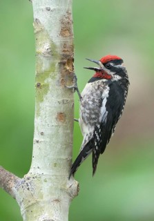 Red-naped Sapsucker (Sphyrapicus nuchalis) calling, Colorado, USA