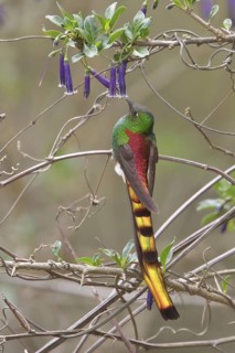 Red-tailed Comet (Sappho sparganura) perched on a branch in Bolivia, South America