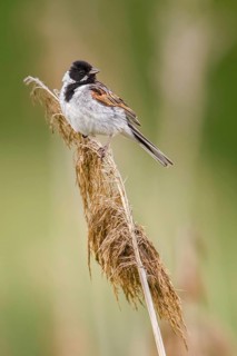 Common Reed Bunting (Emberiza schoeniclus) male perched on a reed stalk, Poland