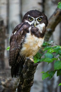 Spectacled Owl (Pulsatrix perspicillata), adult bird, sitting on a branch, native to central