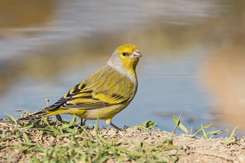 Citril Finch (Carduelis citrinella) male, Aosta Valley, Italy