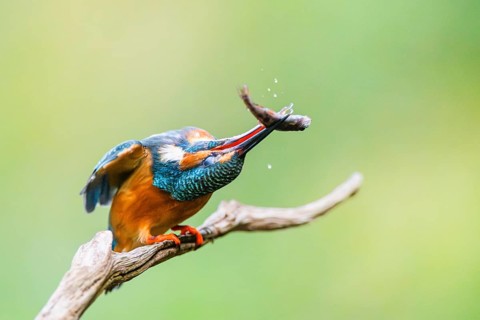 Common kingfisher (Alcedo atthis) sitting on an old wooden branch eating his fresh cought fish in