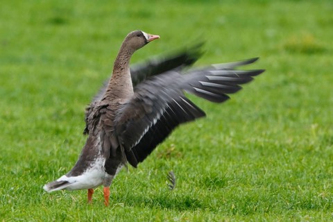 Greater White-fronted Goose (Anser albifrons), North Rhine-Westphalia, Germany