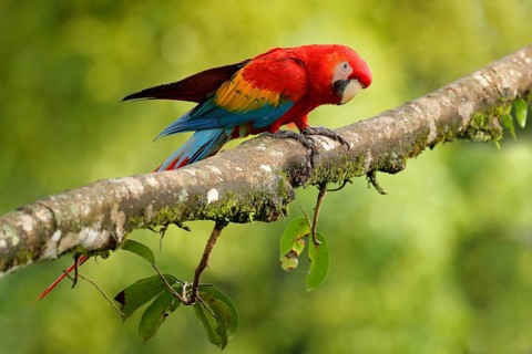 Parrot Scarlet Macaw, Ara macao, in green tropical forest, Costa Rica, Wildlife scene from tropic