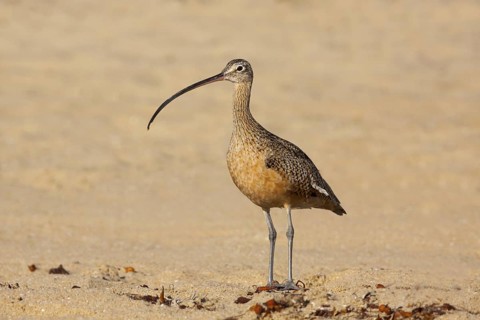 Long-billed Curlew Numenius americanus San Diego, California, United States 12 September Adult