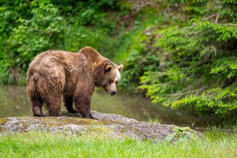 Eurasian brown bear (Ursus arctos arctos) standing on a rock, Bavarian Forest, Bavaria, Germany