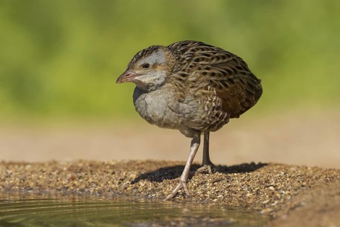 Corn Crake (Crex crex), Eilat, Israel