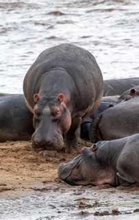 Hippopotamuses (Hippopotamus amphibius), hippos at the Mara River, Serengeti National Park,