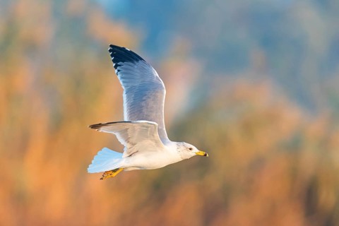 Armenienmöwe, Armeniermöwe, Larus armenicus, Larus cachinnans armenicus, Armenian Gull