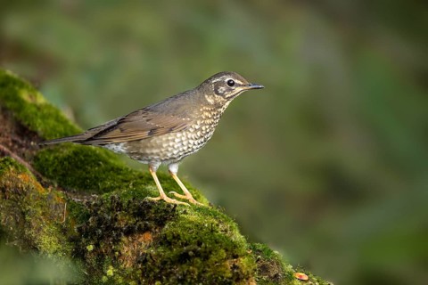 Siberian Thrush (Geokichla sibirica) female perched on a mossy log, Pahang, Malaysia