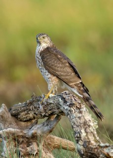 Sharp-shinned Hawk (Accipiter striatus) juvenile on an old tree trunk, Texas, USA