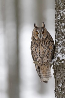 Long-eared owl (Asio otus) in a winter forest, Czech Republic