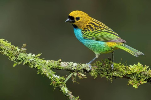Gilt-edged Tanager (Tangara cyanoventris) perched on a branch in the Atlantic Rainforest of Brazil